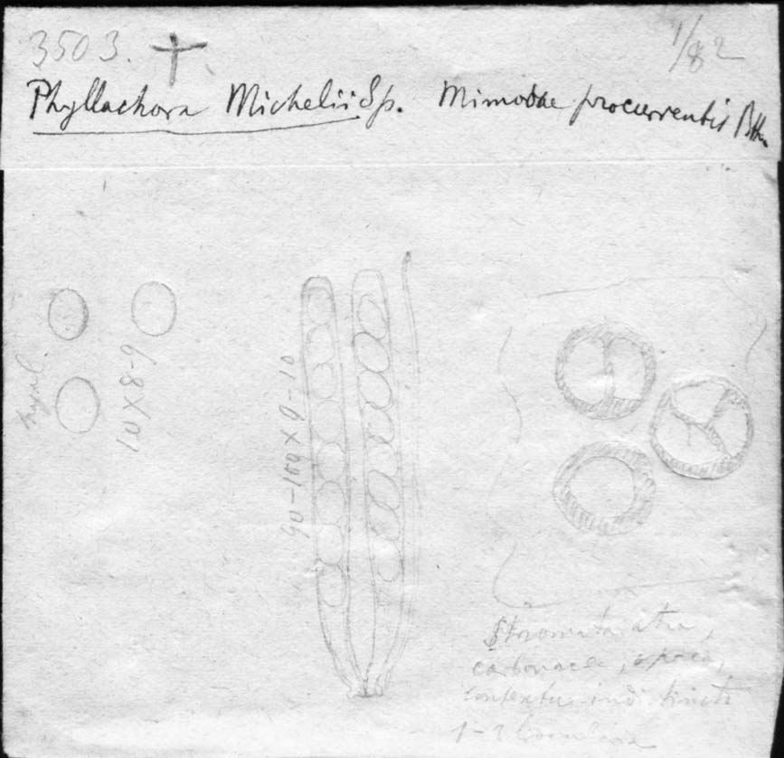 drawing of Phyllachora michelii Speg.