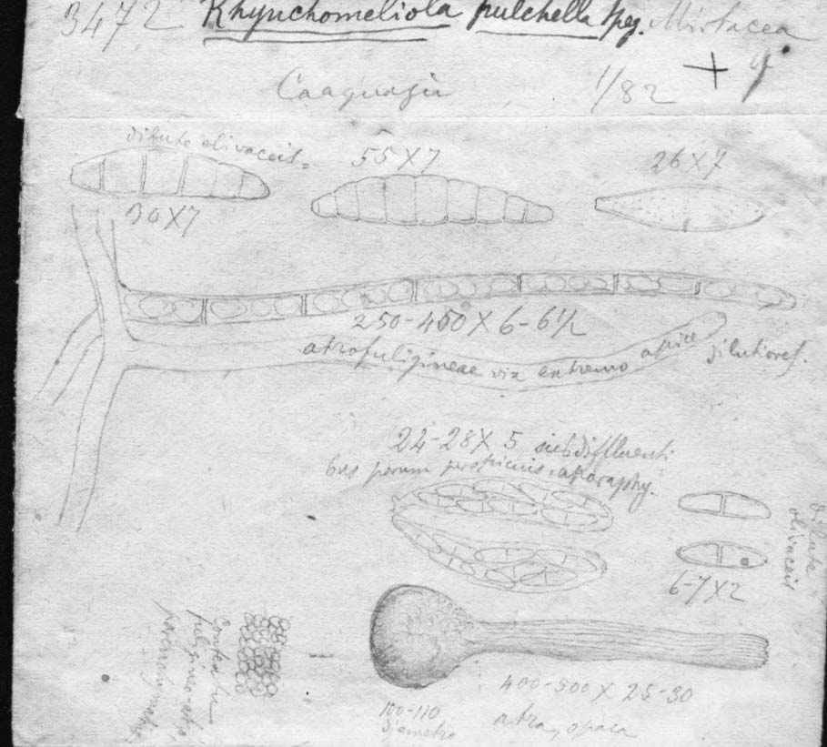 dibujo de Rhynchomeliola pulchella Speg.