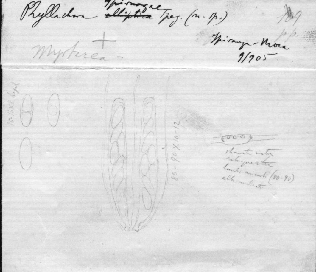 dibujo de Phyllachora ipirangae Speg.