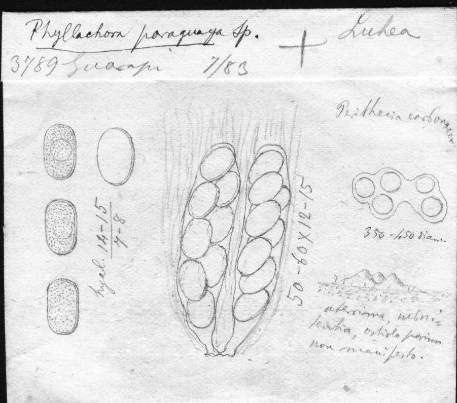 dibujo de Phyllachora paraguaya Speg.