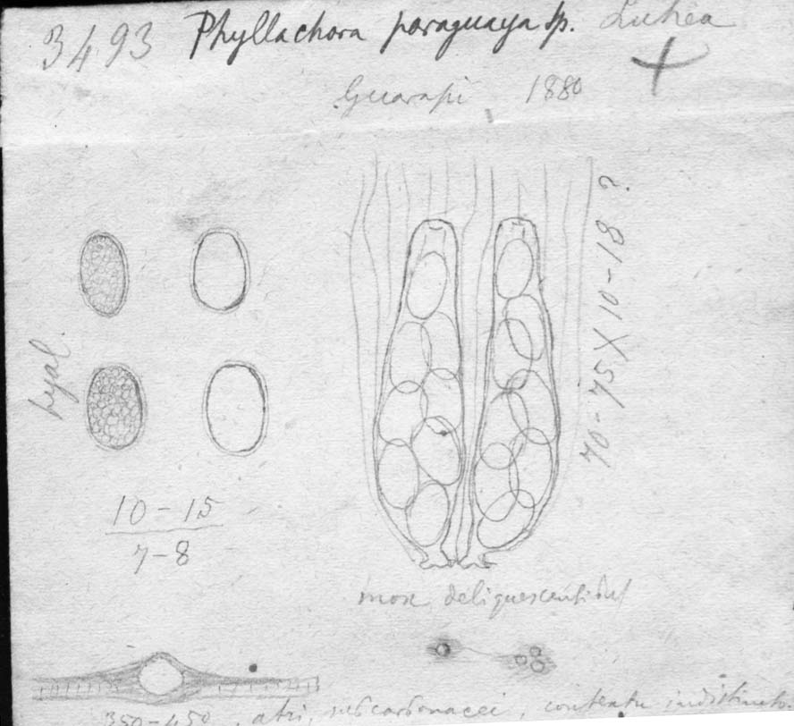 dibujo de Phyllachora paraguaya Speg.