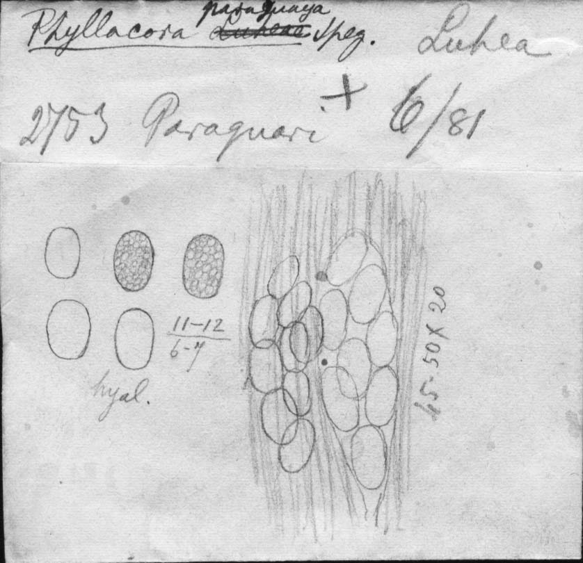 dibujo de Phyllachora paraguaya Speg.