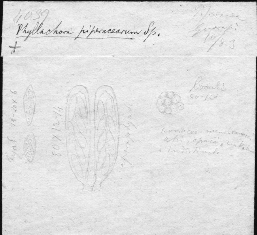 dibujo de Phyllachora piperacearum Speg.