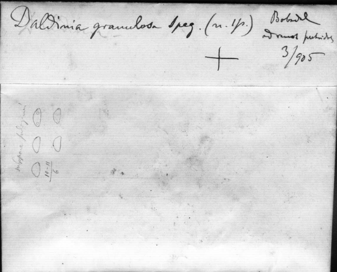 dibujo de Daldinia granulosa Speg.