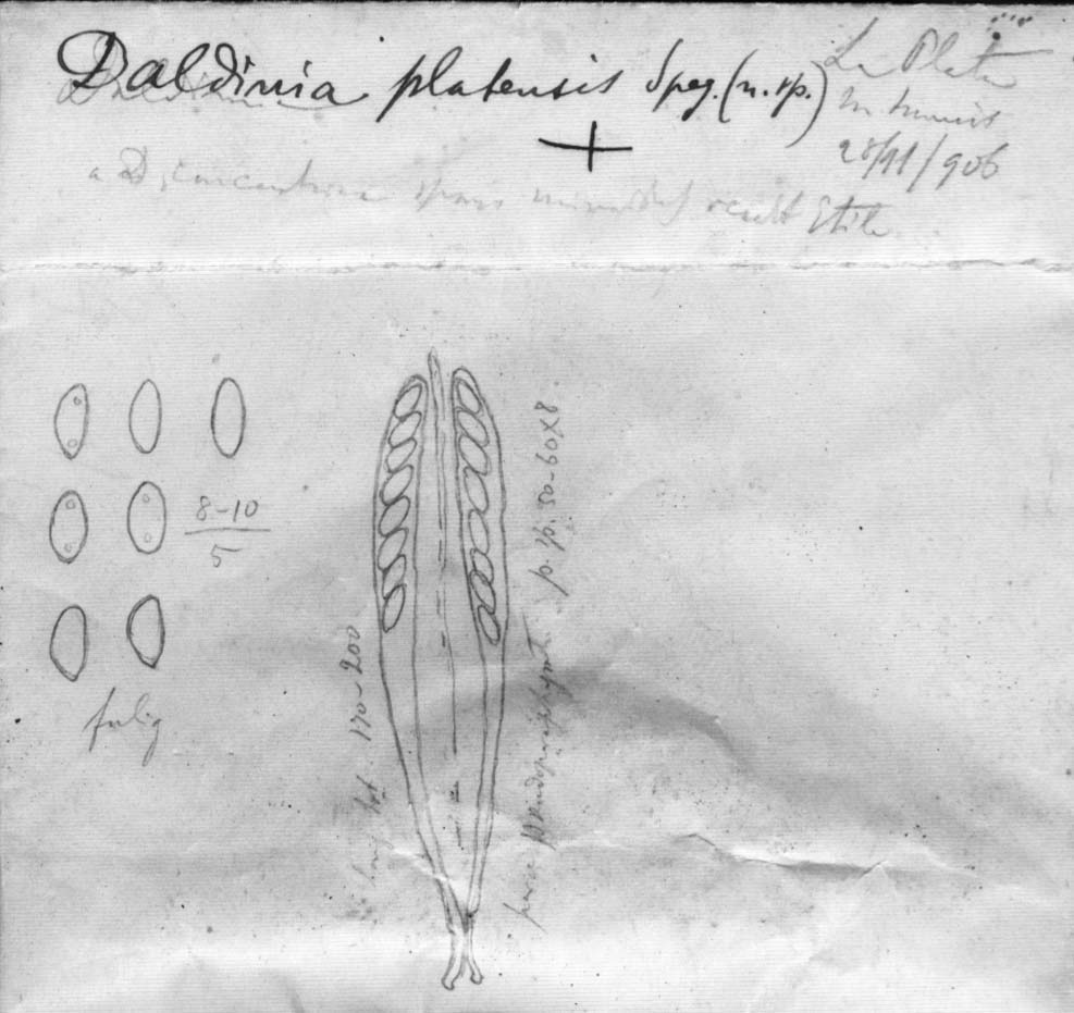 dibujo de Daldinia platensis Speg.