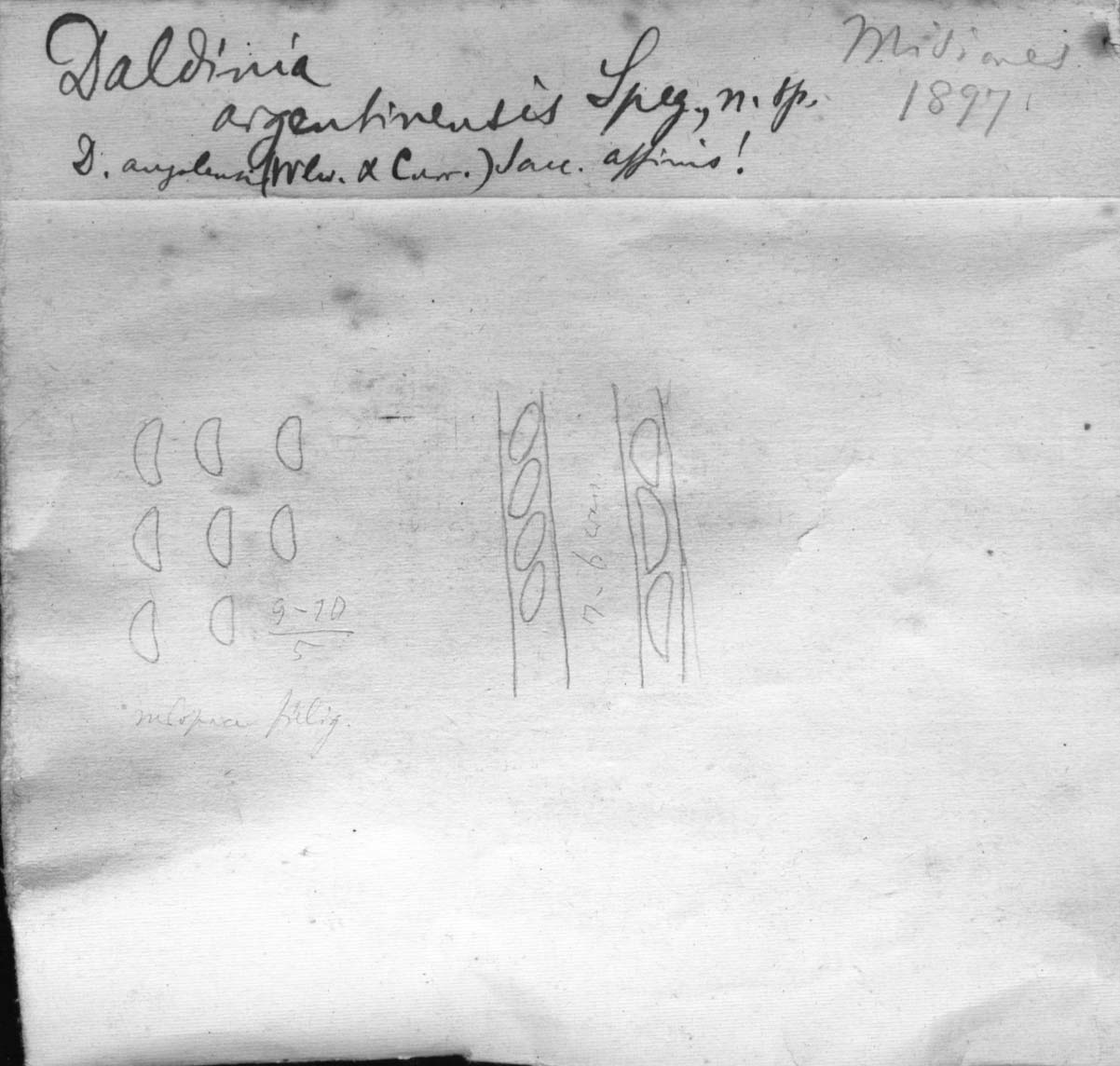 dibujo de Daldinia argentinensis Speg.