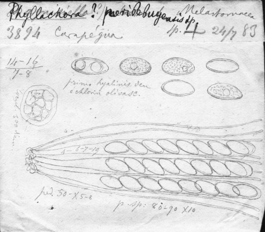 dibujo de Phyllachora peribebuyensis Speg.