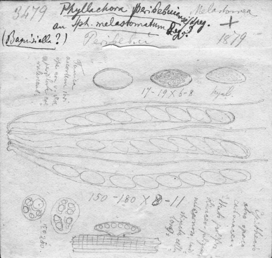 dibujo de Phyllachora peribebuyensis Speg.