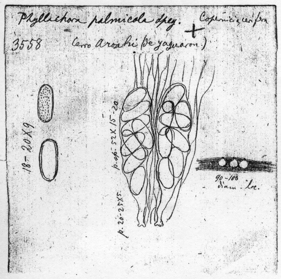 dibujo de Phyllachora palmicola Speg.