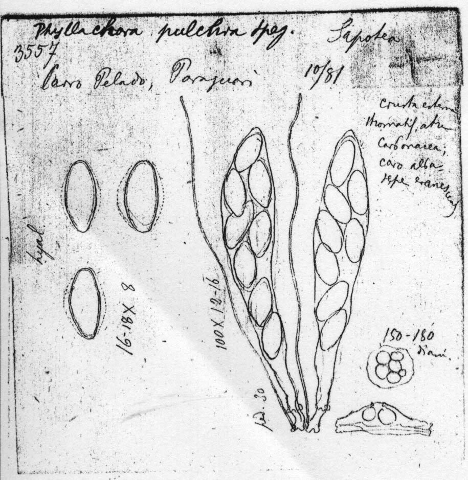 dibujo de Phyllachora pulchra Speg.