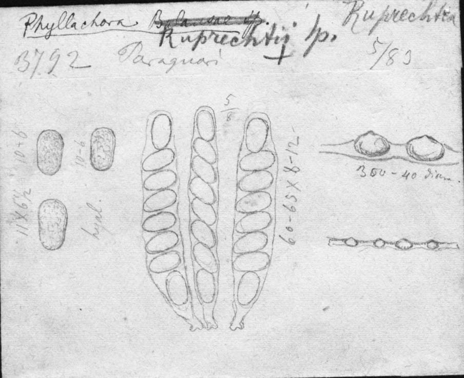dibujo de Phyllachora ruprechtii Speg.