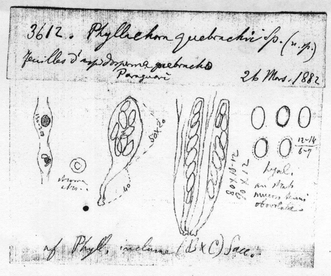 dibujo de Phyllachora quebrachii Speg.