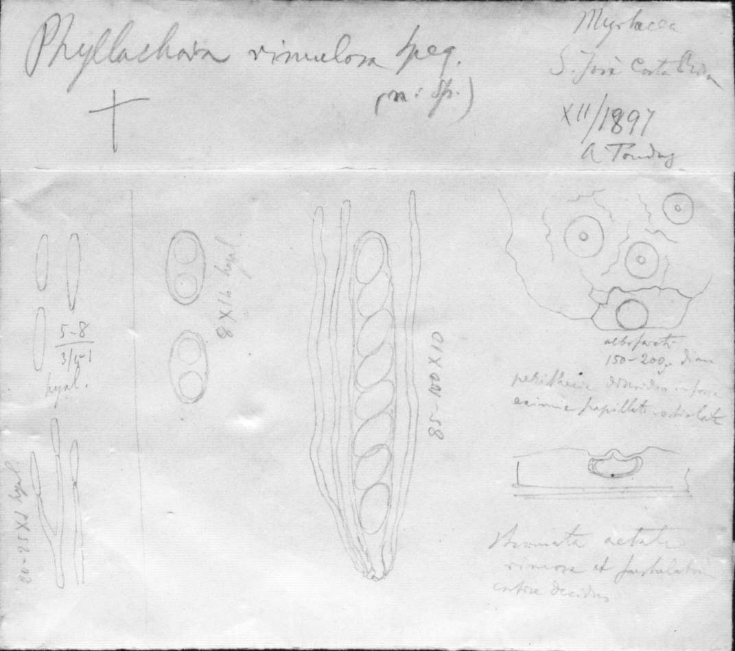 dibujo de Phyllachora rimulosa Speg.