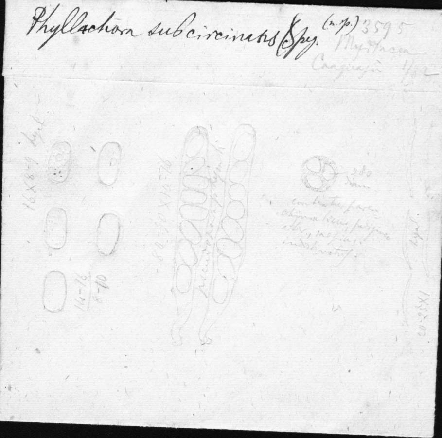dibujo de Phyllachora subcircinans Speg.