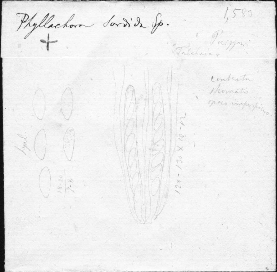 dibujo de Phyllachora sordida Speg.