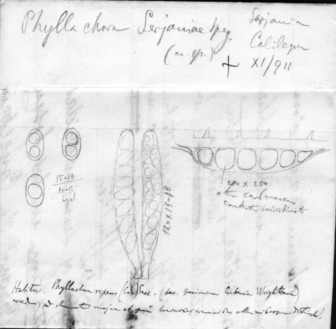 dibujo de Phyllachora serjaniae Speg.