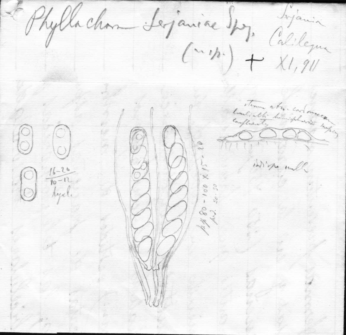 dibujo de Phyllachora serjaniae Speg.
