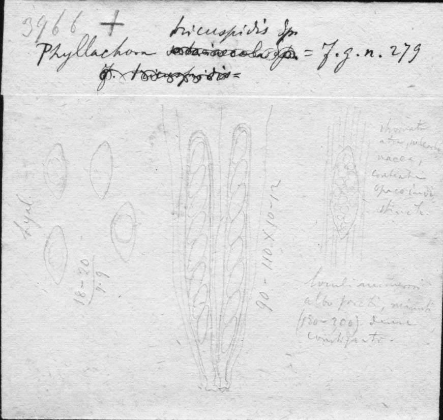 dibujo de Phyllachora tricuspidis Speg.