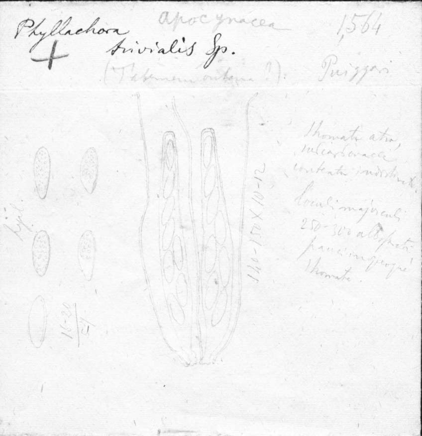 dibujo de Phyllachora trivialis Speg.