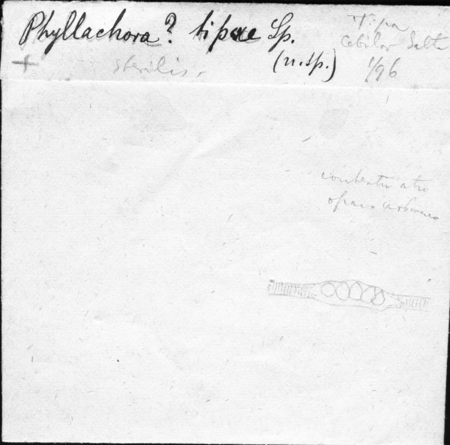 dibujo de Phyllachora tipae Speg.