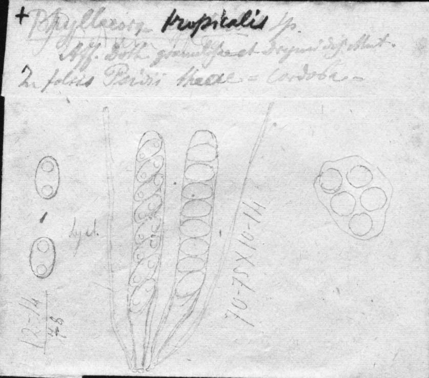 drawing of Phyllachora tropicalis Speg.