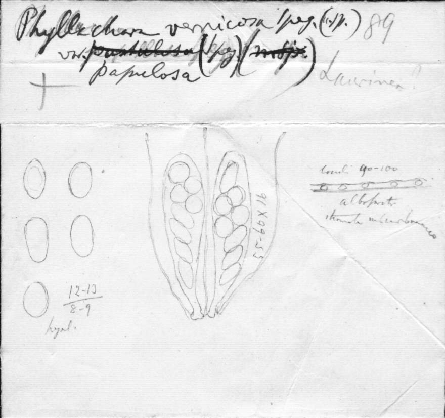 dibujo de Phyllachora vernicosa var. papulosa Speg.