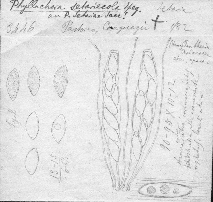 dibujo de Phyllachora setariaecola Speg.