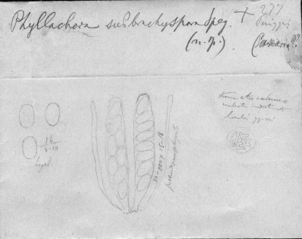 dibujo de Phyllachora subbrachyspora Speg.