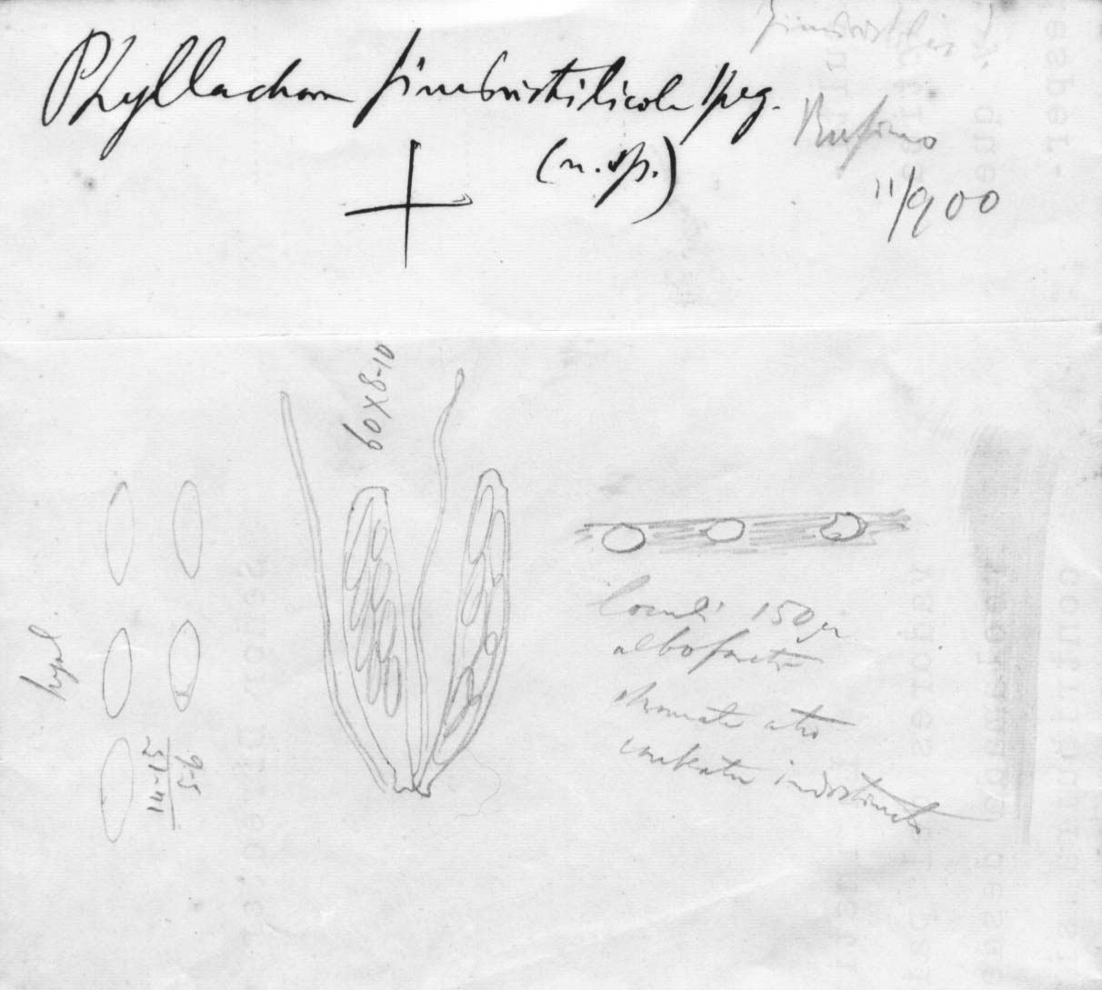 dibujo de Phyllachora fimbristylicola Speg.