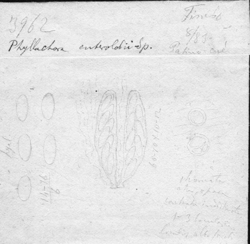 dibujo de Phyllachora enterolobii Speg.