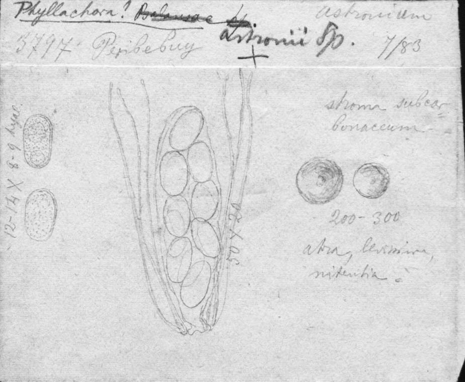 dibujo de Phyllachora astronii Speg.