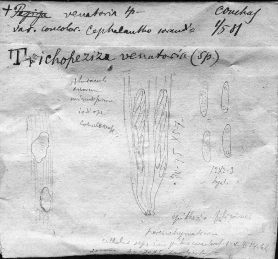 dibujo de Peziza venatoria var. concolor Speg.