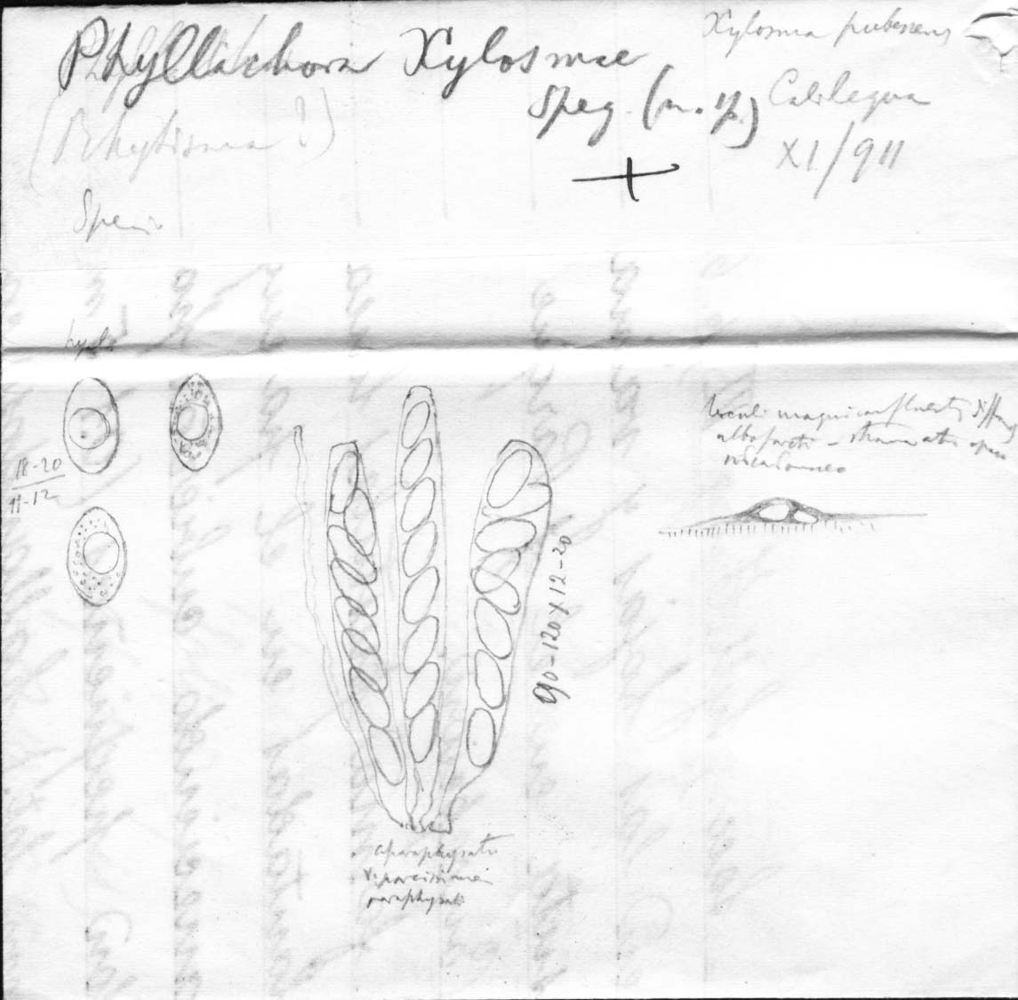dibujo de Phyllachora xylosmatis Speg.