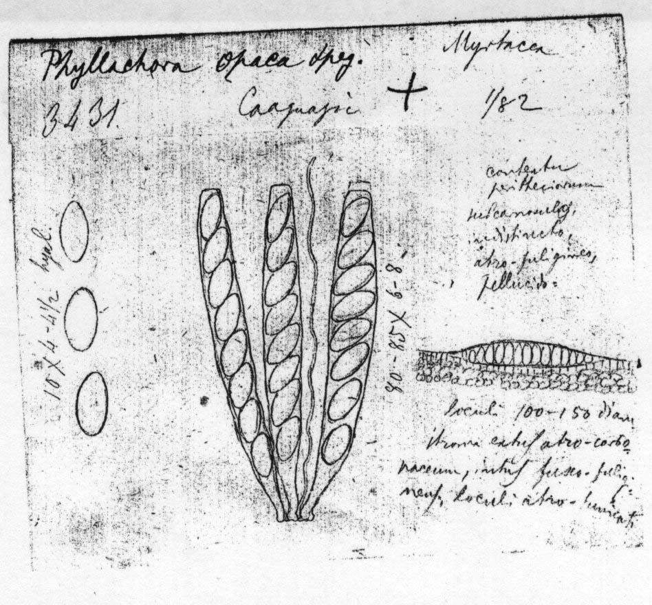 dibujo de Phyllachora opaca Speg.