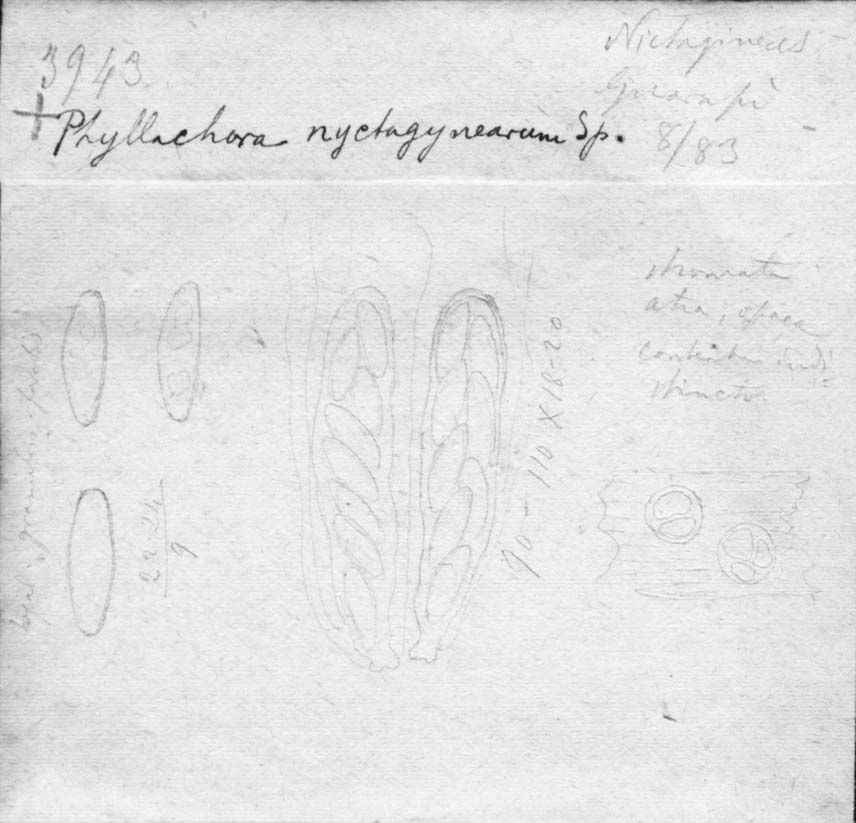 dibujo de Phyllachora nyctaginearum Speg.