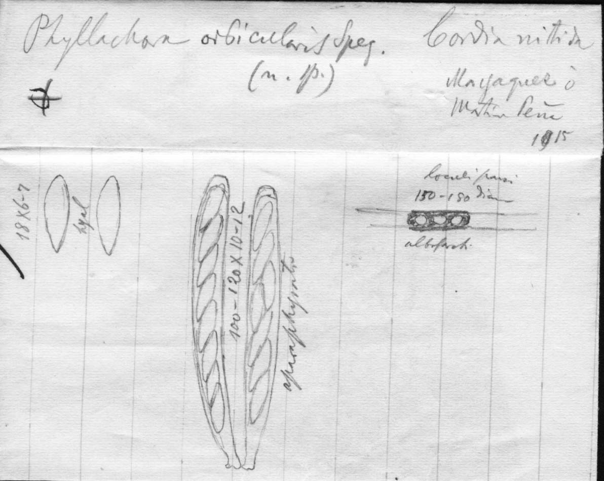 dibujo de Phyllachora orbicularis Speg.