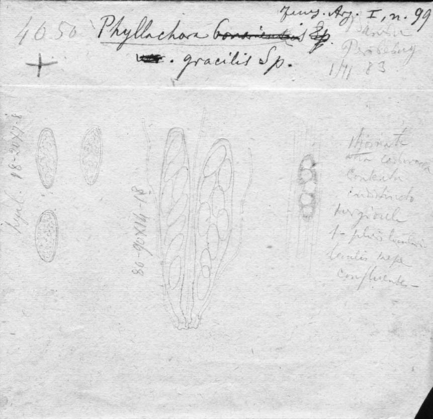 dibujo de Phyllachora gracilis Speg.