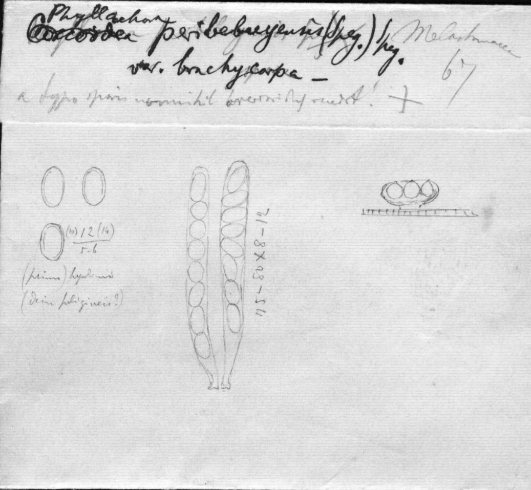dibujo de Phyllachora peribebuyensis var. brachycarpa Speg.