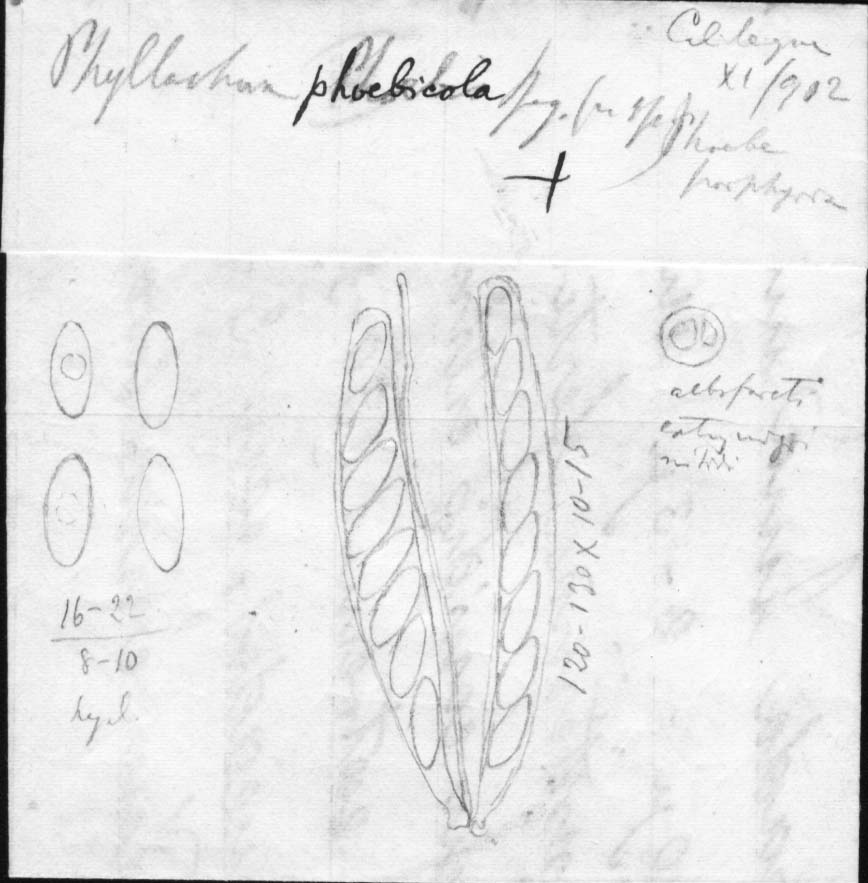 dibujo de Phyllachora phoebicola Speg.