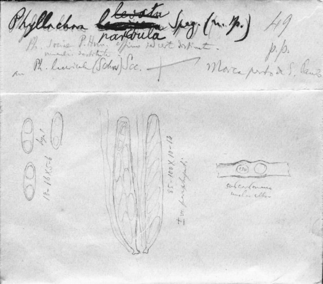 dibujo de Phyllachora parvula Speg.