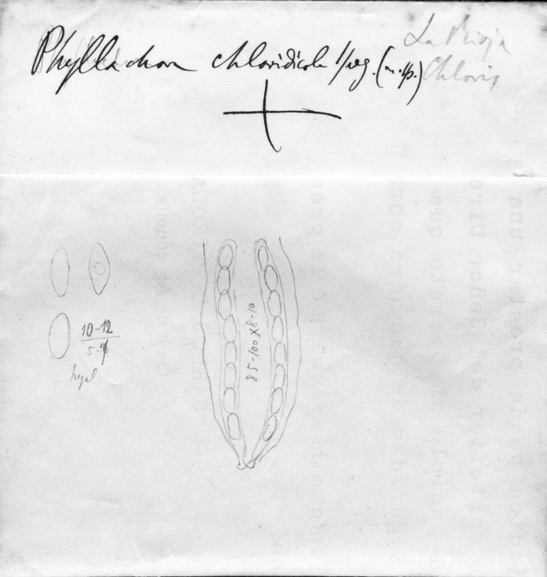 dibujo de Phyllachora chloridicola Speg.