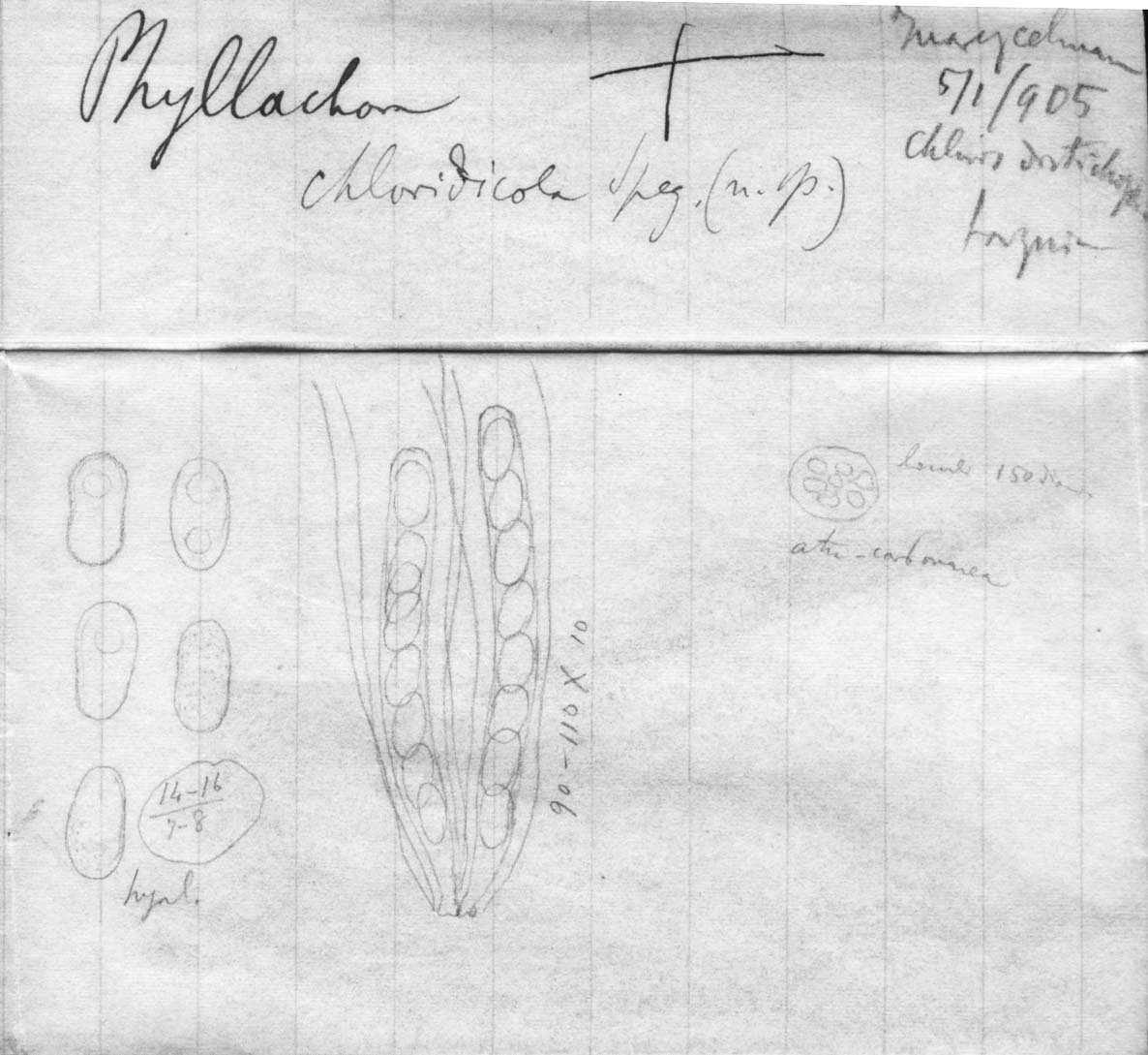 dibujo de Phyllachora chloridicola Speg.