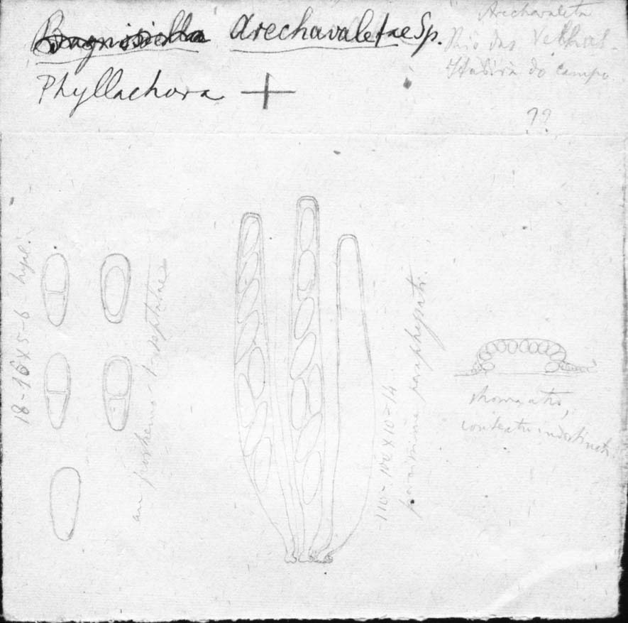 dibujo de Phyllachora arechavaletae Speg.