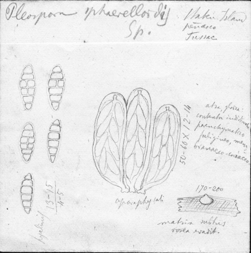 dibujo de Pleospora sphaerelloides Speg.