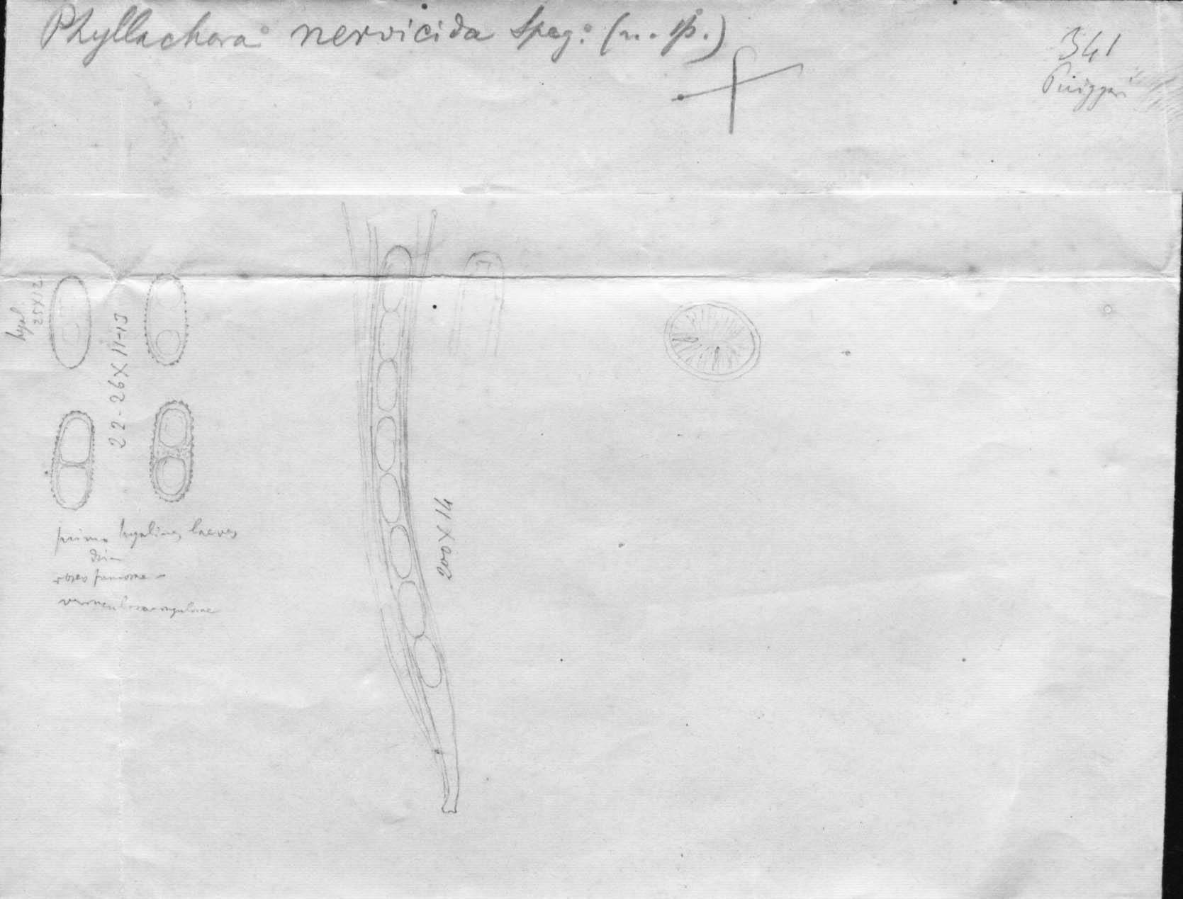dibujo de Phyllachora nervicida Speg.