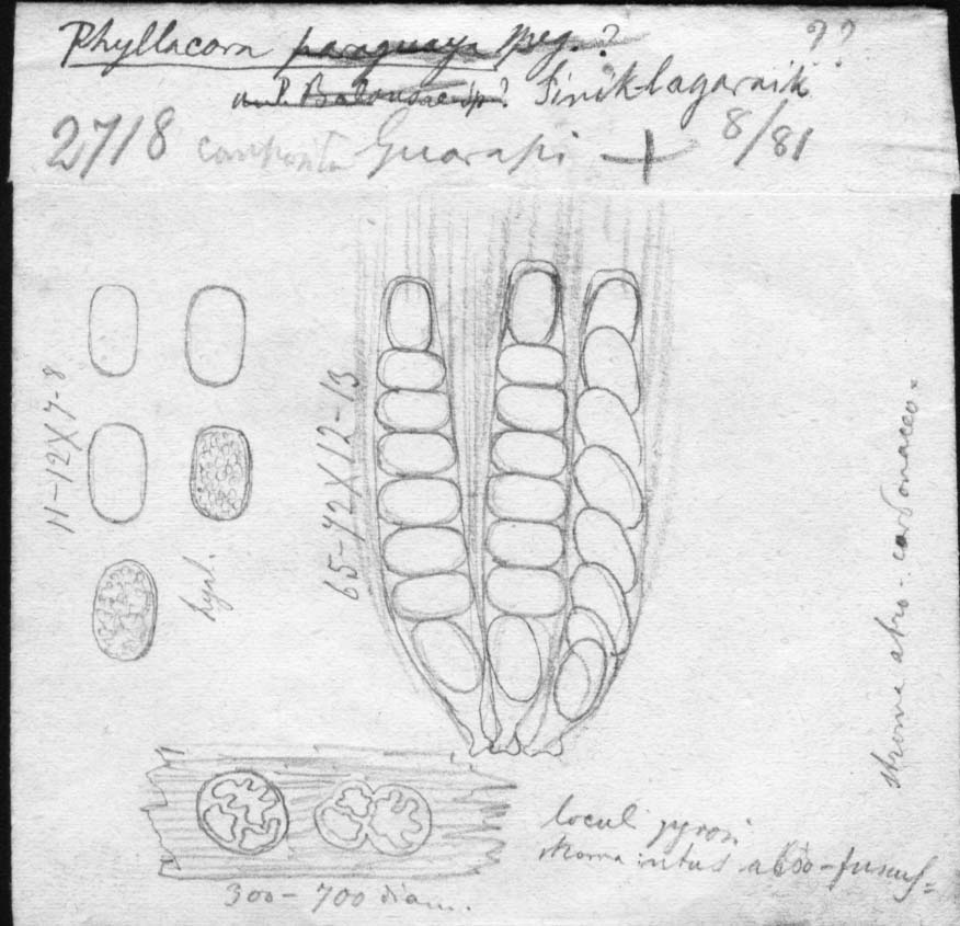 dibujo de Phyllachora sinik-lagaraik Speg.