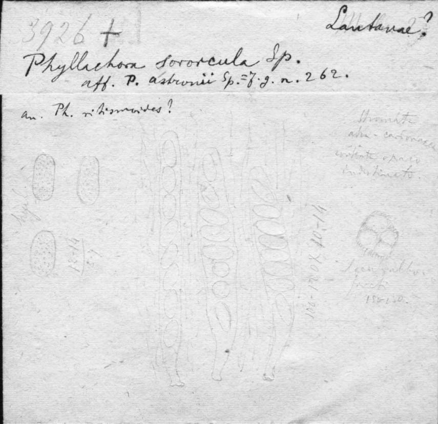 dibujo de Phyllachora sororcula Speg.