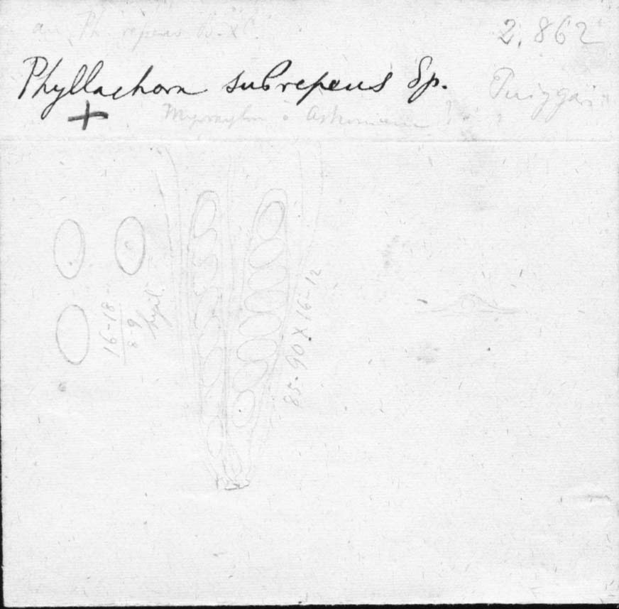 dibujo de Phyllachora subrepens Speg.