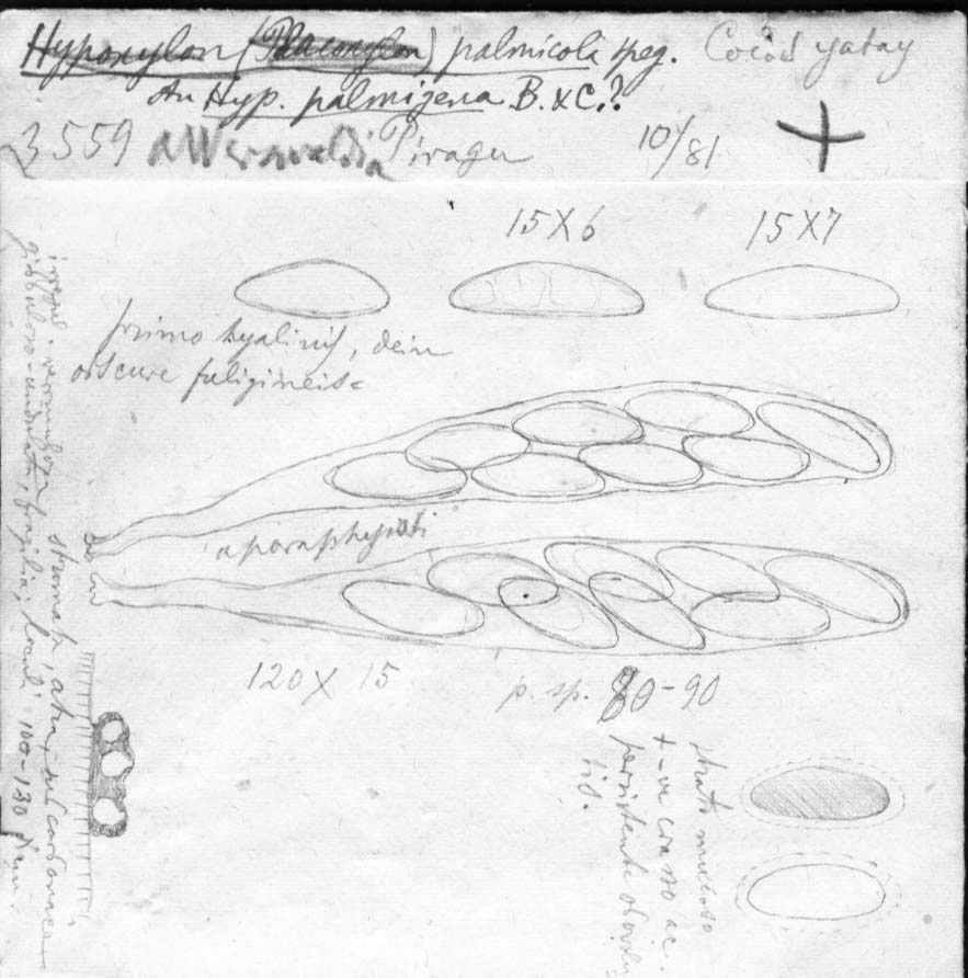 dibujo de Auerswaldia palmicola Speg.