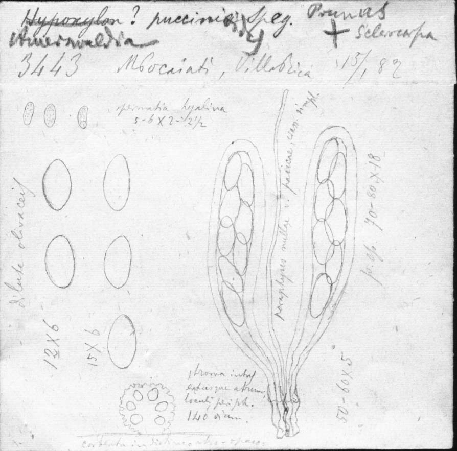 dibujo de Auerswaldia puccinioides Speg.